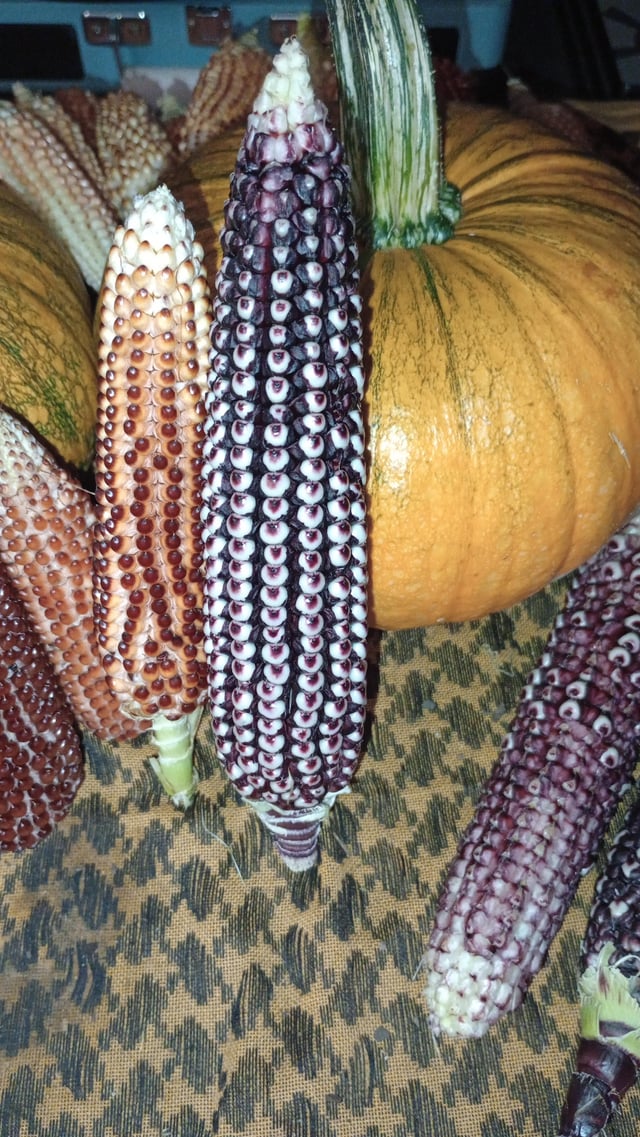 Eyeball Corn – Reddit Post