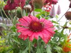 A few of my favorite pictures of my flowers – Reddit Post