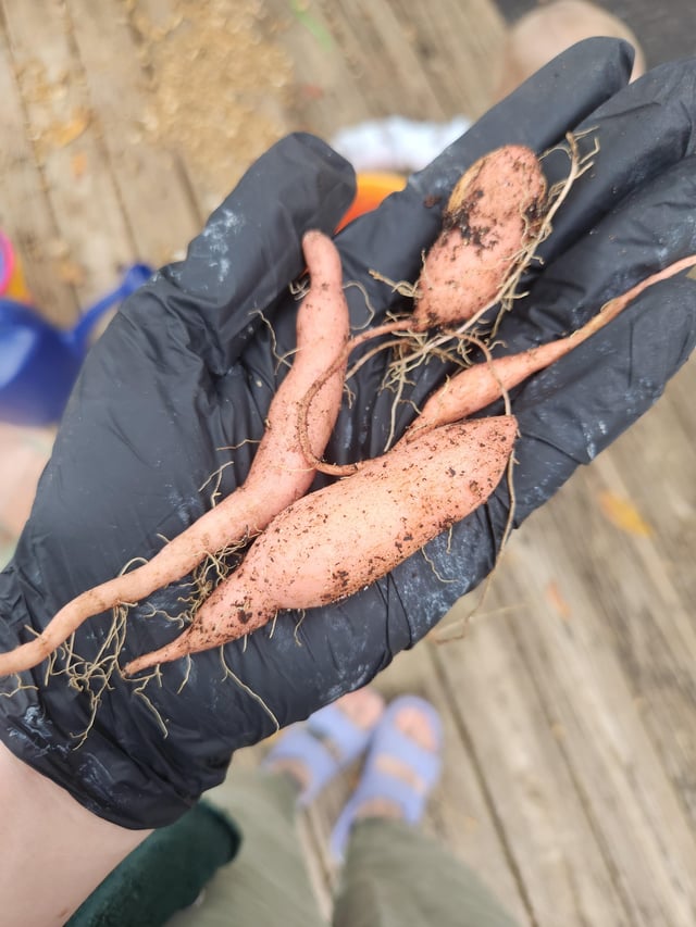 My Sweet Potato Harvest Made Me So Sad – Reddit Post