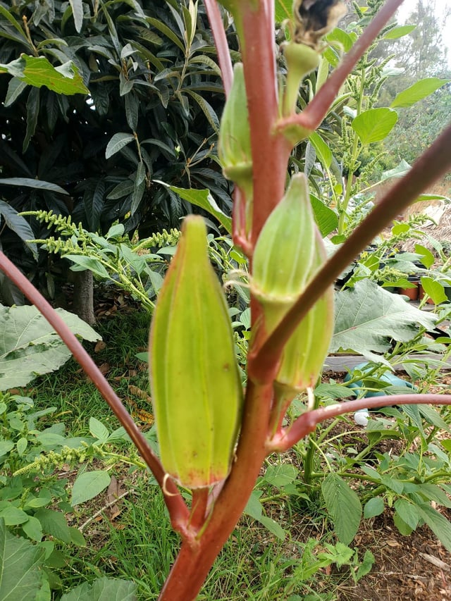 My Okra – Reddit Post