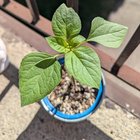 Update on rogue sunflower – Reddit Post