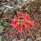 ID please? – Reddit Post