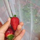 Not much but proud of my first harvested strawberries. They smell and taste like candy! – Reddit Post