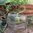 Watermelon cube! – Reddit Post
