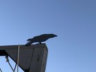 Metal crow for garden decor. – Reddit Post