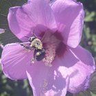 This is all I saw this summer in our garden💕 – Reddit Post