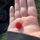 Where did these berries come from? – Reddit Post
