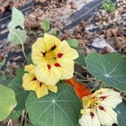 Nasturtiums – Reddit Post