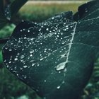 It’s always a lot greener after the rain 🌿 – Reddit Post