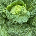 💚Eat your greens💚 – Reddit Post