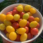 60’N Tomatoes – Reddit Post