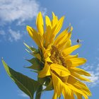 Last season’s sunflowers – Reddit Post