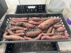 Harvest is coming in, I’ll be missing this hot sweaty weather soon. – Reddit Post