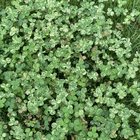 I think I may have just stumbled upon a patch of variegated wild clovers? They’re so beautiful! – Reddit Post