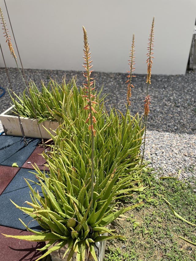 Some Aloe Vera in my garden – Reddit Post