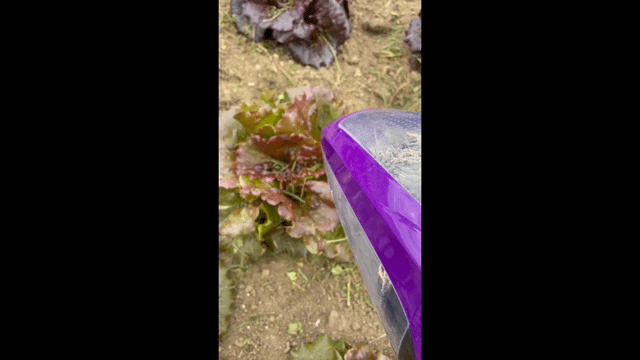 Sometimes gardening takes a strange turn – Reddit Post