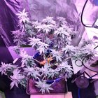 Starting week 8 – Reddit Post