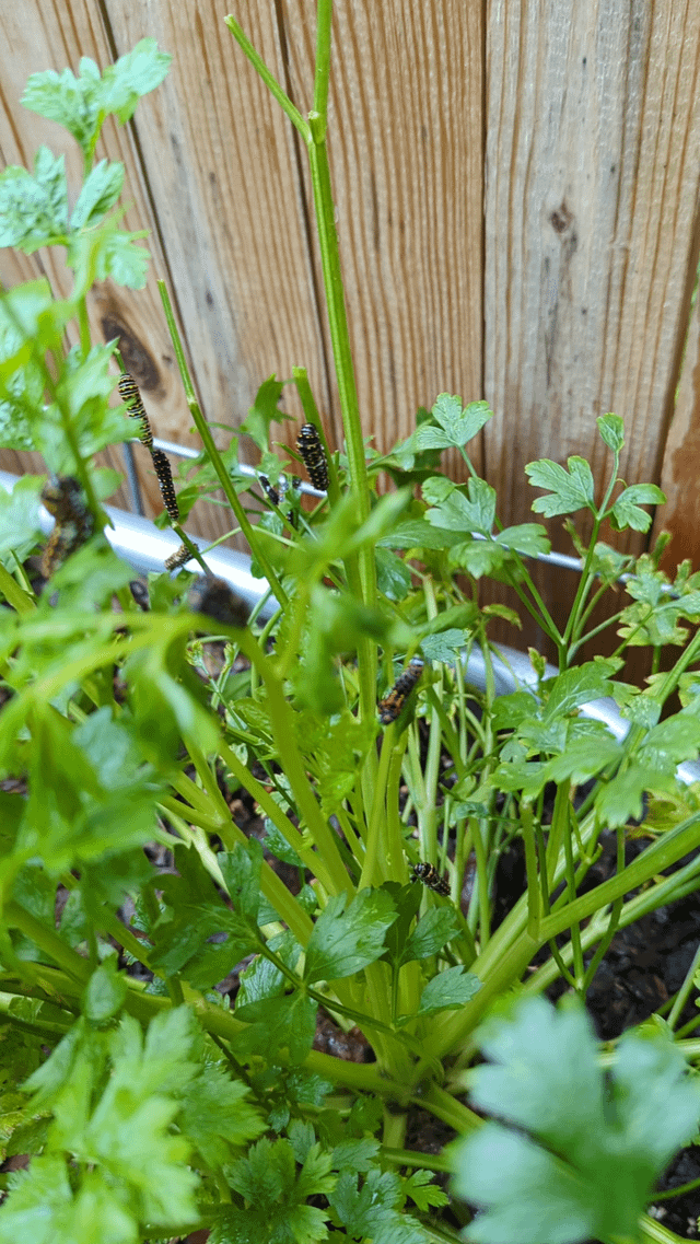 Sacrificing a parsley plant – Reddit Post