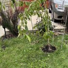 Weeping cherry bloom tree – Reddit Post
