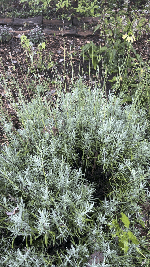 My lavender is a popular hookup spot – Reddit Post