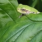 Garden Friend – Reddit Post