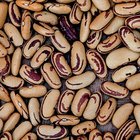 Anyone else really love growing beans? – Reddit Post