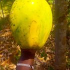 My pawpaw tree is the gift that keeps giving! This thing weighs 6 pounds! I shared a couple of pawpaws with the neighbors this morning. – Reddit Post