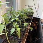 The lifecycle of a Poblano Pepper – Reddit Post