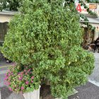 The biggest basil I have ever seen – Reddit Post
