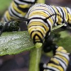 Planted some milkweed last year … – Reddit Post