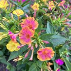 Pink and yellow variegation – Reddit Post