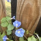 Is this the species of morning glory that is toxic to animals? – Reddit Post
