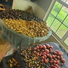 My first potato harvest – Reddit Post