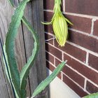 Dragon fruit bloom! – Reddit Post