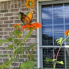 Just sharing some pics of this years flowers. – Reddit Post