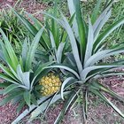 I harvested my pineapple after two and a half years. Here it is and all it’s glory. – Reddit Post