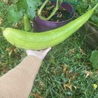 Our Luffa attempt this year – they are huge! – Reddit Post