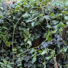 Random tomatoes that appeared next to my trash cans. – Reddit Post