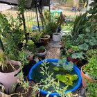 I had to abandon my beautiful garden. I finally went back to visit today. – Reddit Post