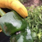 Found a little jumper buddy while harvesting peppers this morning. – Reddit Post