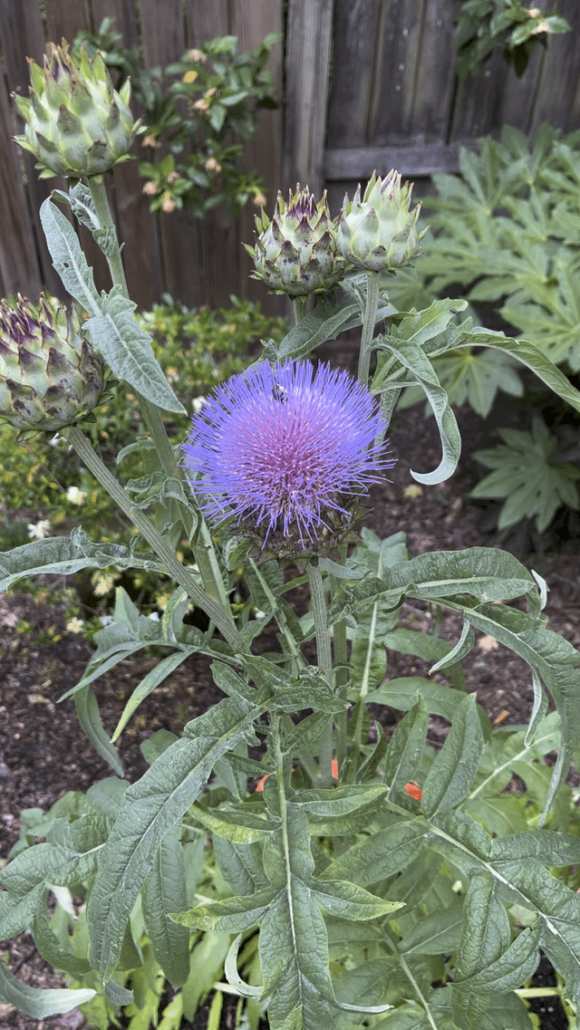 Bee heavy with pollen in my cardoon flower – Reddit Post