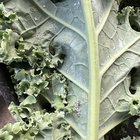 What’s on my kale? Can I save/eat somehow? – Reddit Post