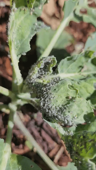 INVASION! What is eating my Brussels sprouts!?! – Reddit Post