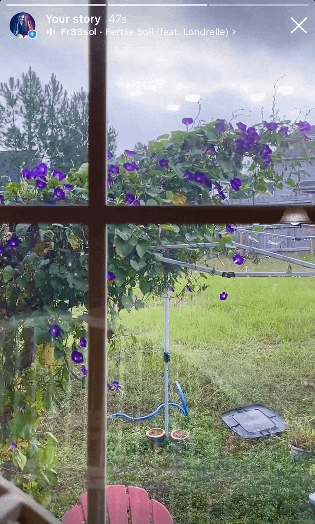 We’ve been guiding our morning glory along this old canopy frame and birds and bees are loving it 😍 here’s a hummingbird visiting us – Reddit Post
