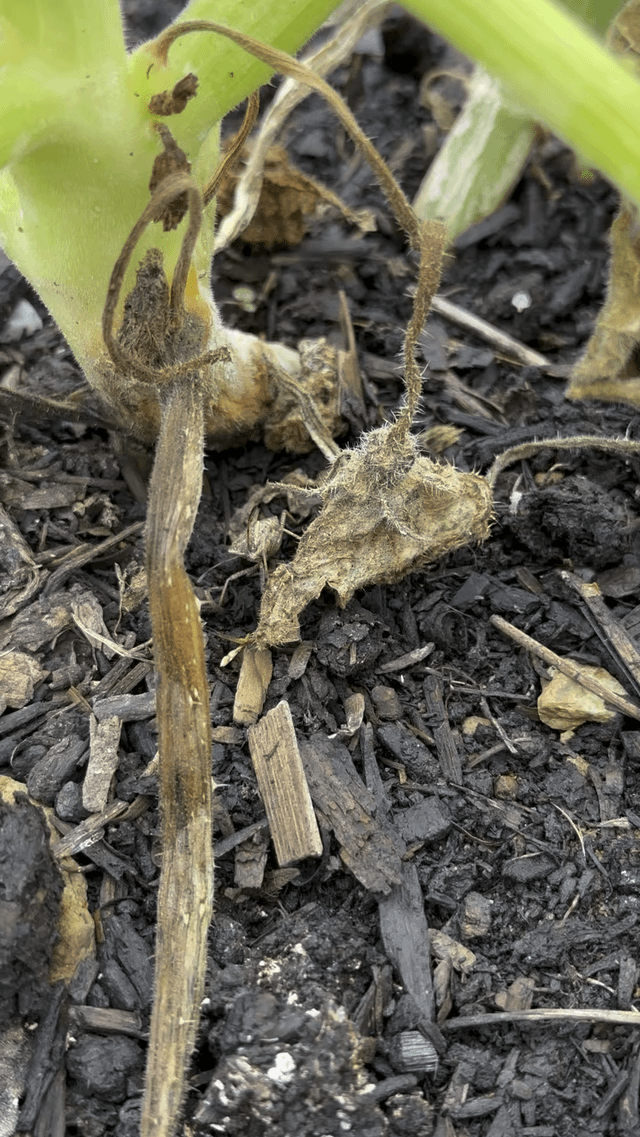 The most satisfying way to get rid of squash bugs – Reddit Post
