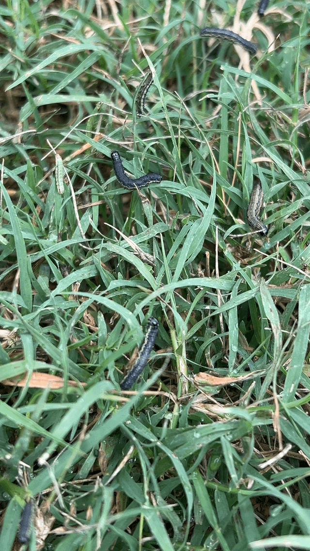 100s of cataplillars apeared overnight… What to do – Reddit Post