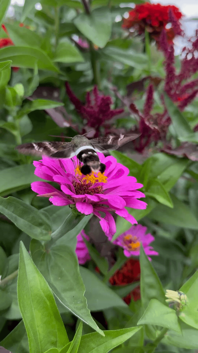 Found what I think is a Tantalus Sphinx Moth in my Zinnias today ❤️ – Reddit Post
