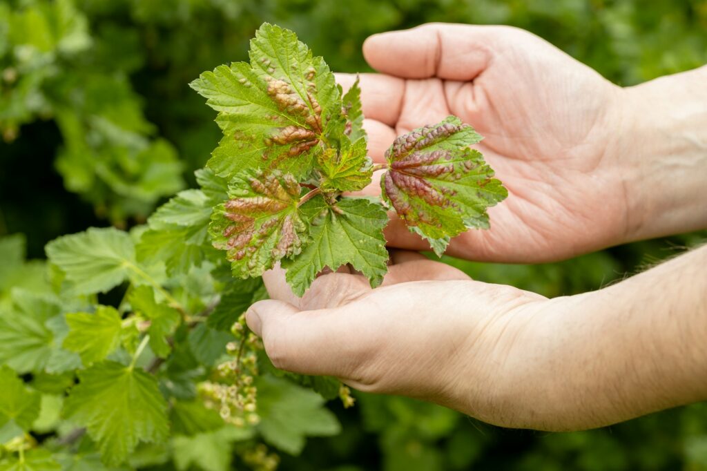 A hand holds red currant leaves infected with anthracnose fungus.Gall aphids on leaves
