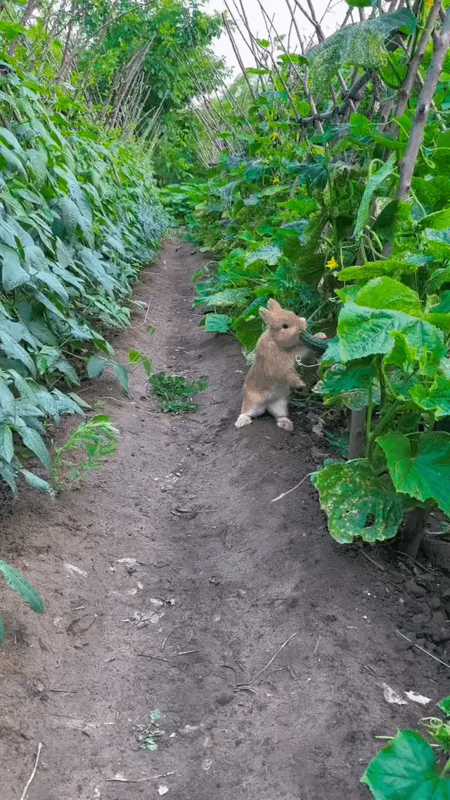 Would you be mad if you caught this fluffly bunny eating your cucumbers? – Reddit Post