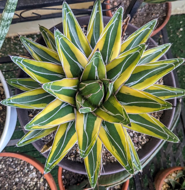Agave Golden Princess – Reddit Post